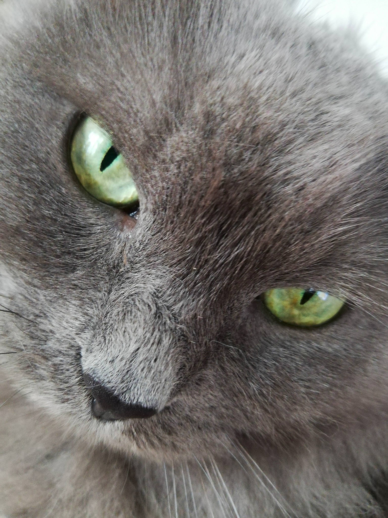 Inox a rejoint le concours — aidez-le/la à gagner de superbes lots ! carnivore, cat, close_up, domestic_short_haired_cat, electric_blue, felidae, fur, grey, head, organism, russian_blue, small_to_medium_sized_cats, snout, terrestrial_animal, vertebrate, whiskers