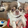 dog, chihuahua, pet, small_dog, fluffy, close_up, indoor, person, hand, table, red_clothing, brown_and_white_fur, expression, face, domestic_animal, fur, cute, animal, mammal, holding