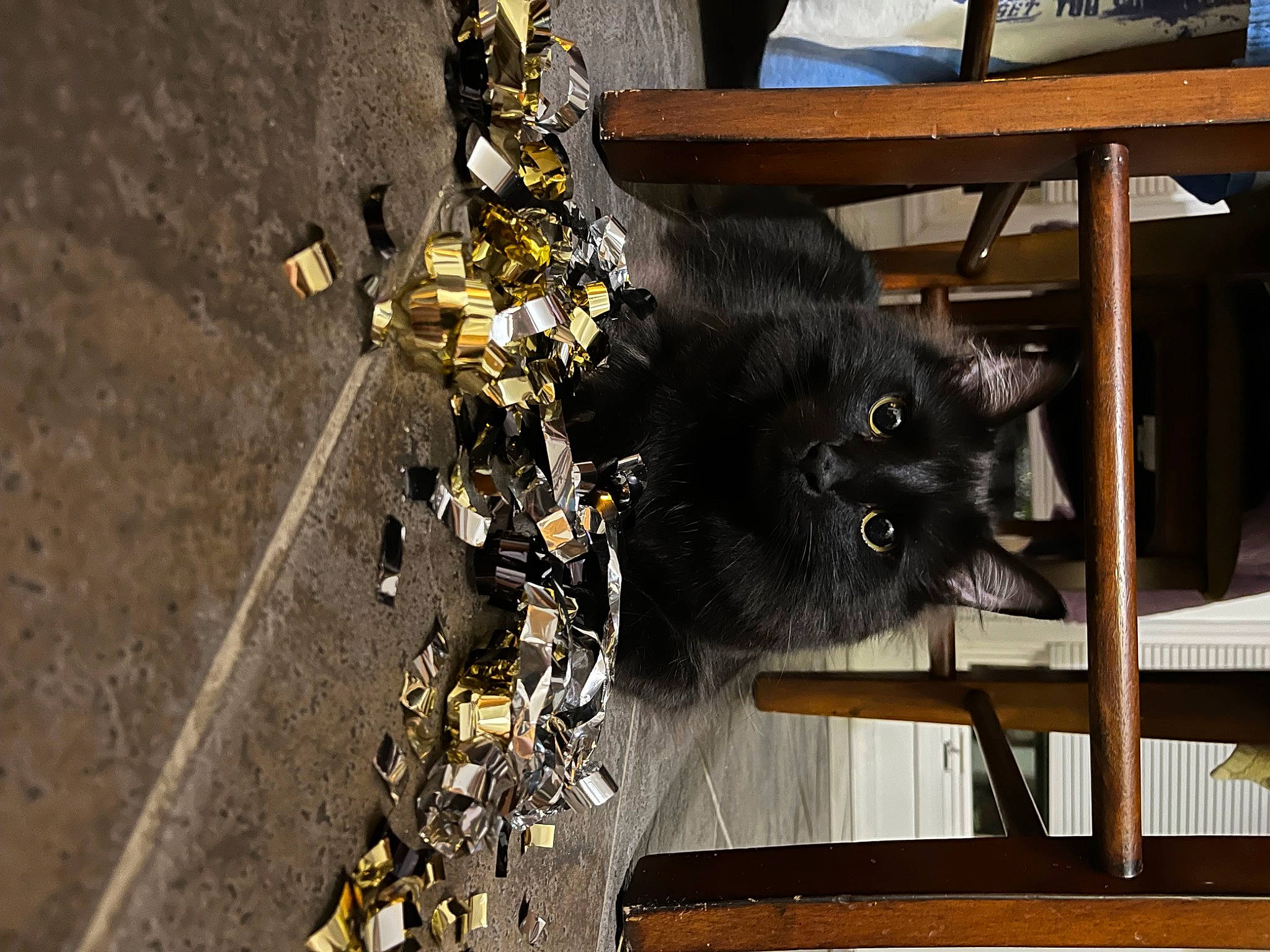 Boo Bear is registered to the contest to win money with this photo: asphalt, black_cat, bombay, carnivore, cat, domestic_short_haired_cat, felidae, flowerpot, fur, metal, plant, road_surface, small_to_medium_sized_cats, snout, tail, tar, tree, twig, whiskers, wood