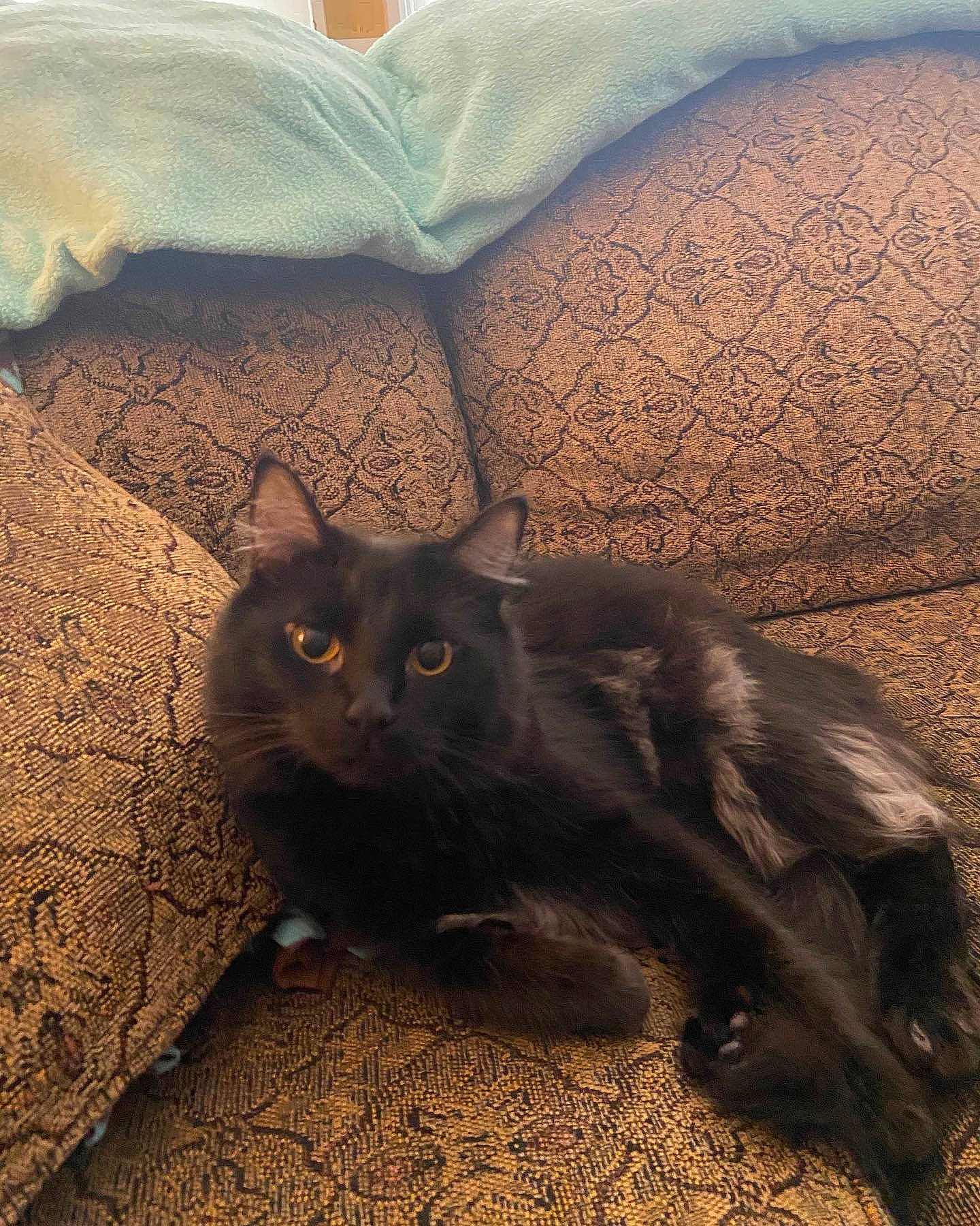 Boo Bear joined the competition — help win amazing prizes! black_cat, carnivore, cat, claw, comfort, domestic_short_haired_cat, fawn, felidae, fur, grey, paw, sand, shadow, small_to_medium_sized_cats, snout, tail, terrestrial_animal, tints_and_shades, vertebrate, whiskers