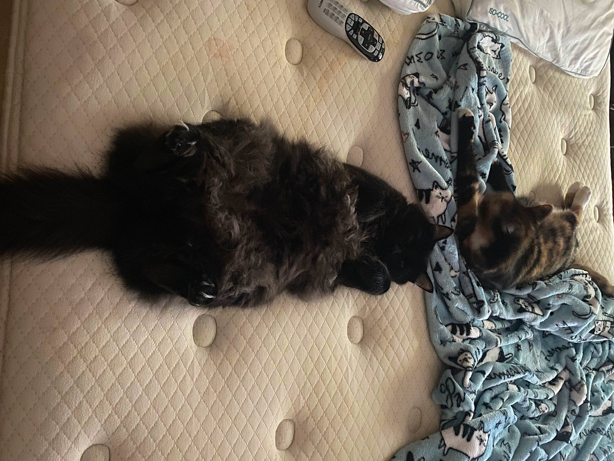 Boo Bear is registered to the contest to win money with this photo: black_cat, canidae, carnivore, cat, claw, comfort, companion_dog, dog_breed, felidae, fur, grey, linens, pattern, sleeve, small_to_medium_sized_cats, snout, sporting_group, tail, terrestrial_animal, whiskers