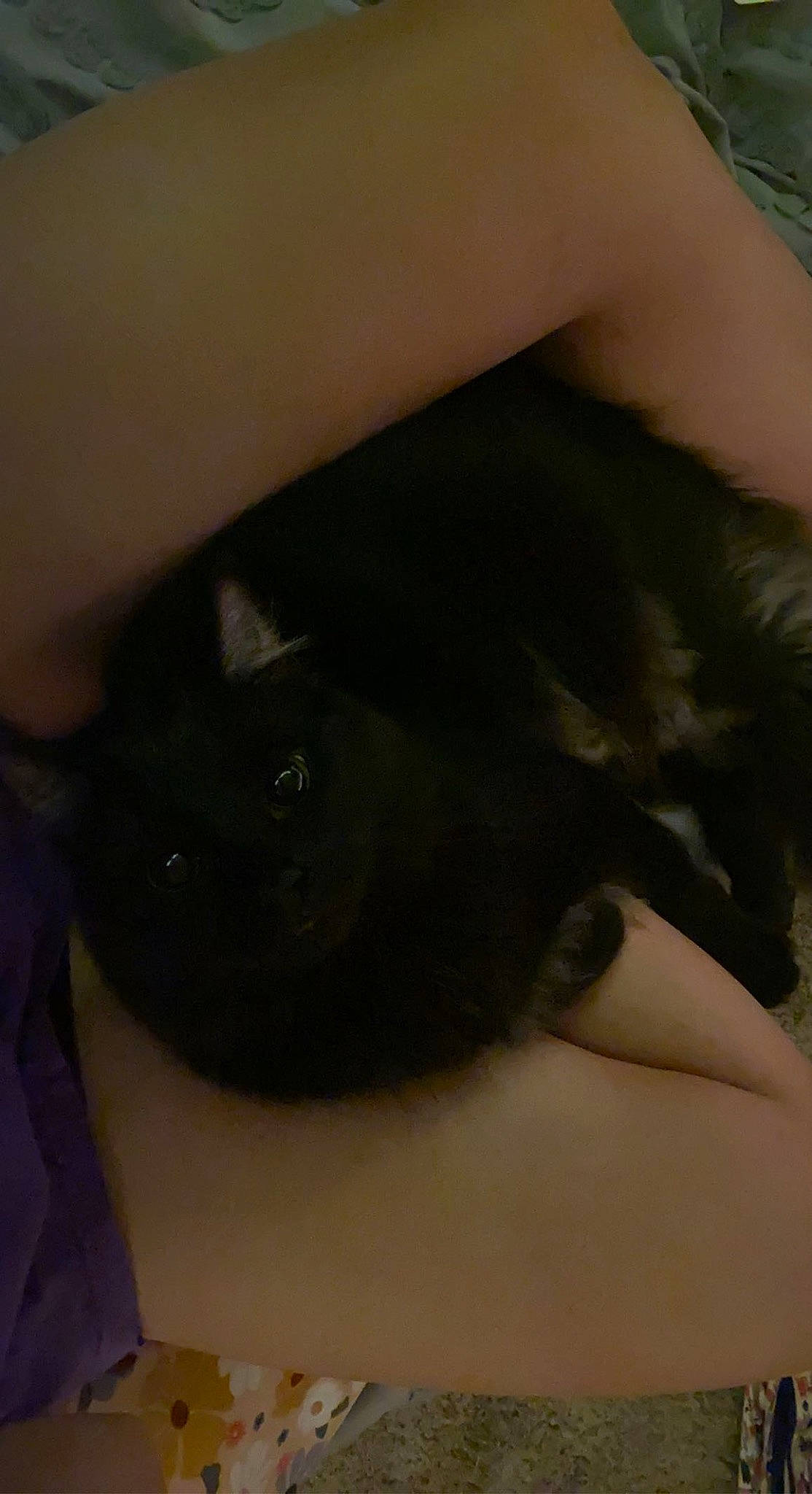 Boo Bear is registered to the contest to win money with this photo: abdomen, carnivore, comfort, companion_dog, dog_breed, elbow, fawn, felidae, foot, human_body, human_leg, knee, small_to_medium_sized_cats, snout, sporting_group, tail, thigh, trunk, whiskers, wrist