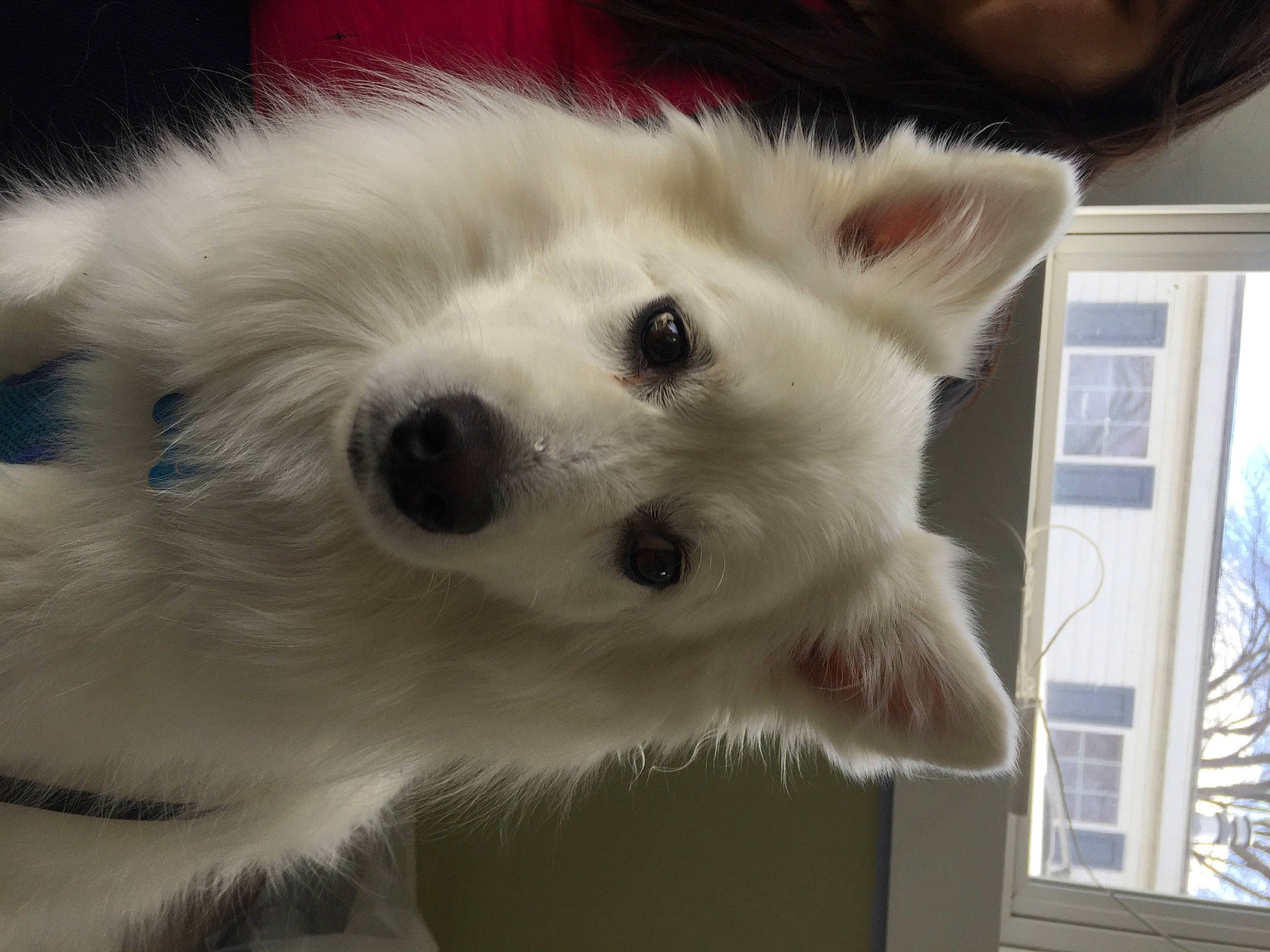 Juno joined the competition — help win amazing prizes! american_eskimo_dog, canidae, carnivore, companion_dog, dog, dog_breed, fawn, fur, german_spitz, german_spitz_mittel, iris, japanese_spitz, non_sporting_group, samoyed, snout, sporting_group, volpino_italiano, whiskers, window, working_animal