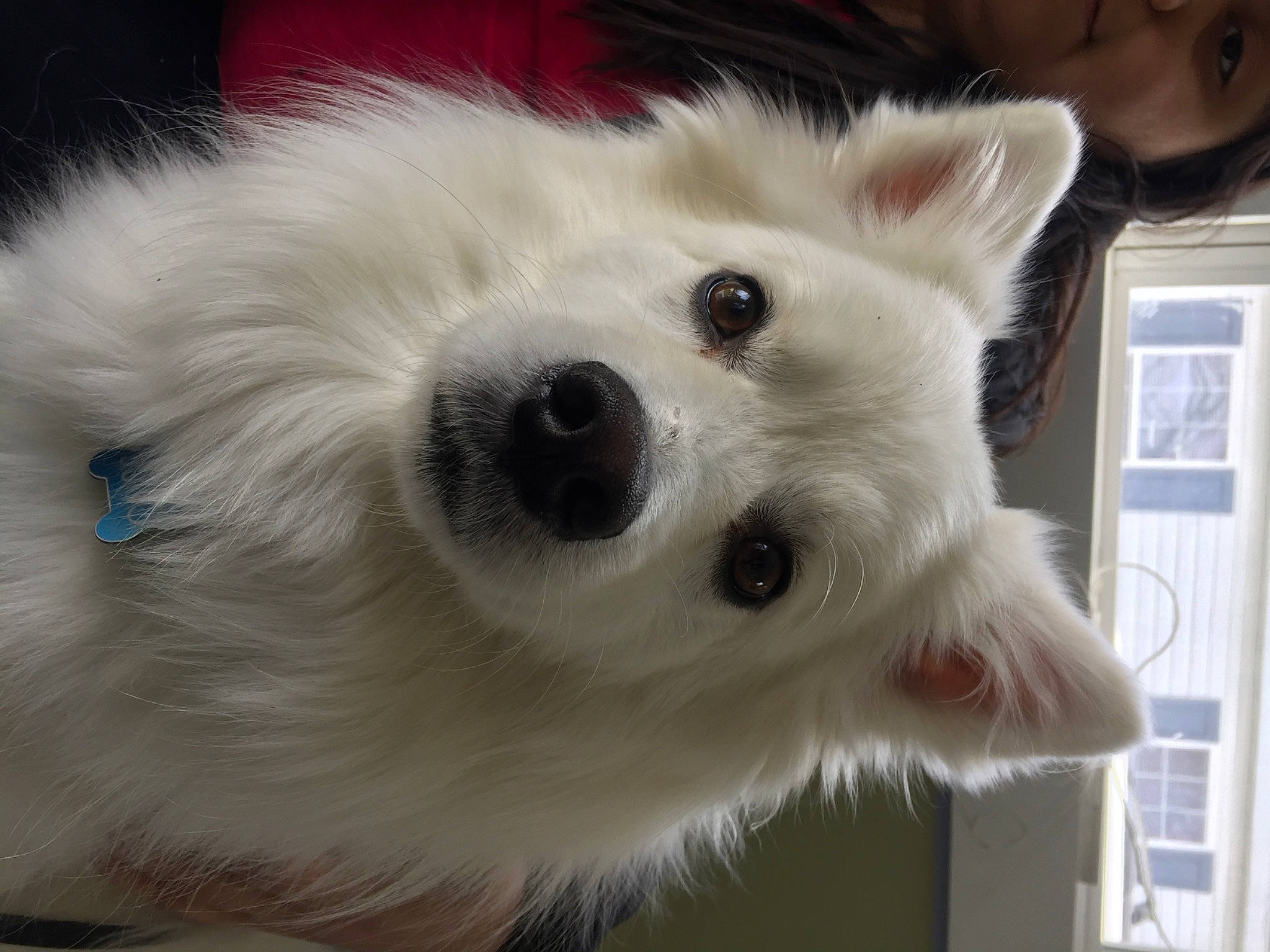 Juno joined the competition — help win amazing prizes! carnivore, companion_dog, corgi_chihuahua, dog, dog_breed, dog_supply, ear, eyelash, fur, german_spitz, iris, japanese_spitz, samoyed, snout, sporting_group, terrestrial_animal, volpino_italiano, whiskers, window, working_animal