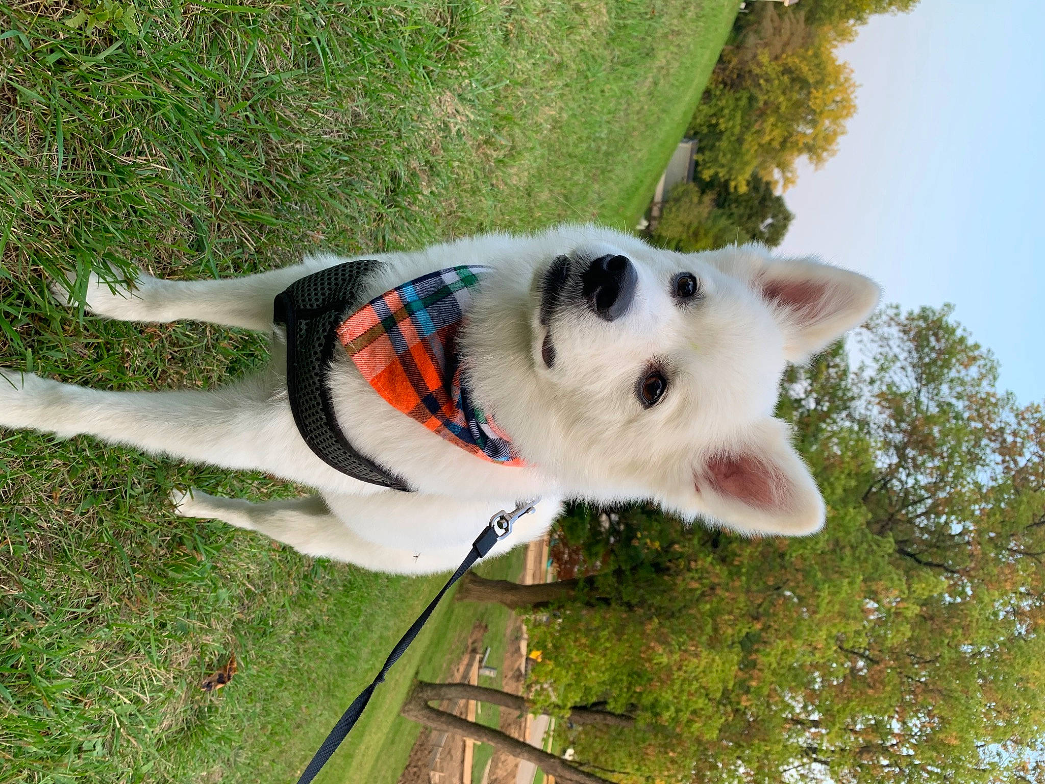 Juno joined the competition — help win amazing prizes! canis, carnivore, collar, companion_dog, dog, dog_breed, fawn, grass, non_sporting_group, plant, sky, tail, terrestrial_animal, tree, working_animal, working_dog