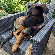 Pépette participe au concours pour gagner de l'argent avec cette photo : animal, canine, chair, collar, dog, flower, furniture, garden, greenery, leaf, nature, outdoor, pavement, pet, pink_collar, plant, relaxing, resting, summer, sunlight