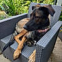 animal, canine, chair, collar, dog, flower, furniture, garden, greenery, leaf, nature, outdoor, pavement, pet, pink_collar, plant, relaxing, resting, summer, sunlight