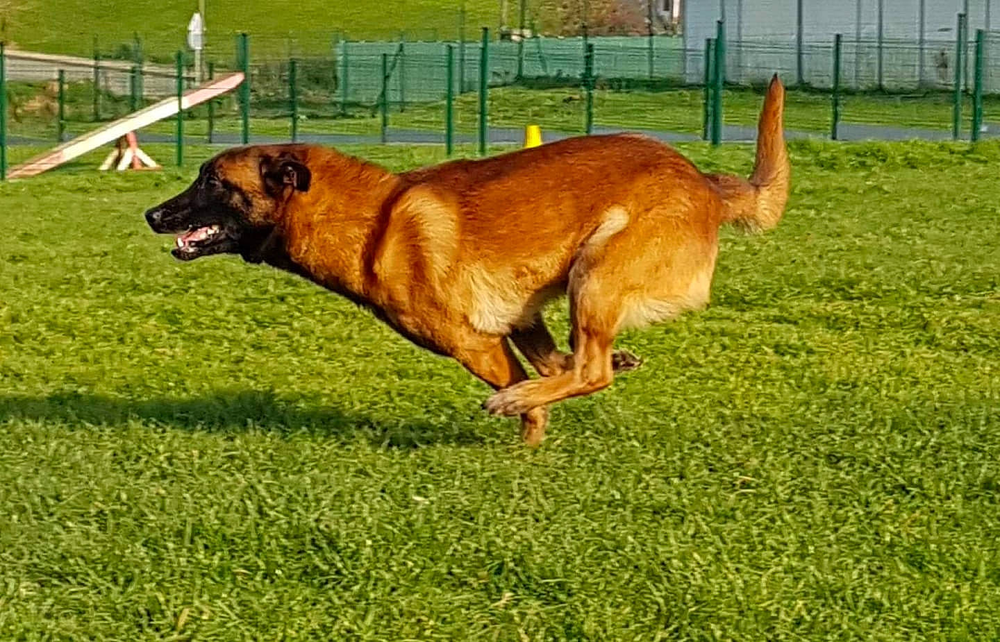 Jino participe au concours pour gagner de l'argent avec cette photo : canidae, carnivore, dog, dog_breed, estrela_mountain_dog, grass, leonberger, mammal, plant, rare_breed_dog, sporting_group, tosa, vertebrate, working_dog