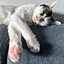 Maggie participe au concours pour gagner de l'argent avec cette photo : cat, calico, sleeping, resting, paw, pink_paw, nose, fur, white_fur, black_fur, orange_fur, indoor, cozy, fabric, gray, close_up, animal, pet, relaxation, soft_light