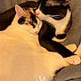 Maggie participe au concours pour gagner de l'argent avec cette photo : cat, cats, calico_cat, black_and_white_cat, sleeping, cuddling, cozy, blanket, fur, pets, domestic_animals, resting, close_up, animal_pair, cute, feline, indoor, companion, affection, relaxation