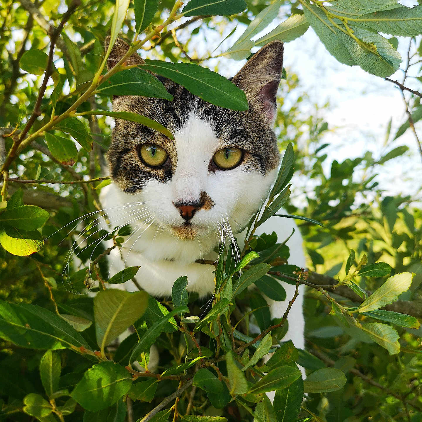 Bernard Minou a rejoint le concours — aidez-le/la à gagner de superbes lots ! abyssinian, animal, cat, flower, grass, green, herbal, herbs, jungle, kitten, land, leaf, manx, nature, outdoors, pet, plant, rainforest, tree, vegetation