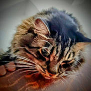 Sarah joined the competition — help win amazing prizes! cat, tabby_cat, whiskers, close_up, feline, pet, fur, animal, hand, wood_surface, resting, indoor, cozy, vignette, brown, striped, face, cute, domestic_animal, soft_focus