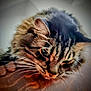 cat, tabby_cat, whiskers, close_up, feline, pet, fur, animal, hand, wood_surface, resting, indoor, cozy, vignette, brown, striped, face, cute, domestic_animal, soft_focus