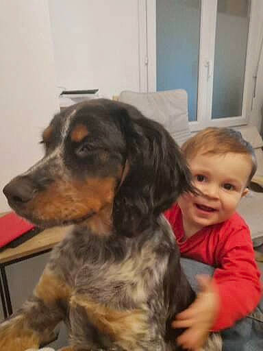 Célestin a rejoint le concours — aidez-le/la à gagner de superbes lots ! canidae, carnivore, chair, companion_dog, dog, dog_breed, door, ear, fur, head, liver, person, puppy, sitting, smile, snout, spaniel, sporting_group, toddler, working_animal