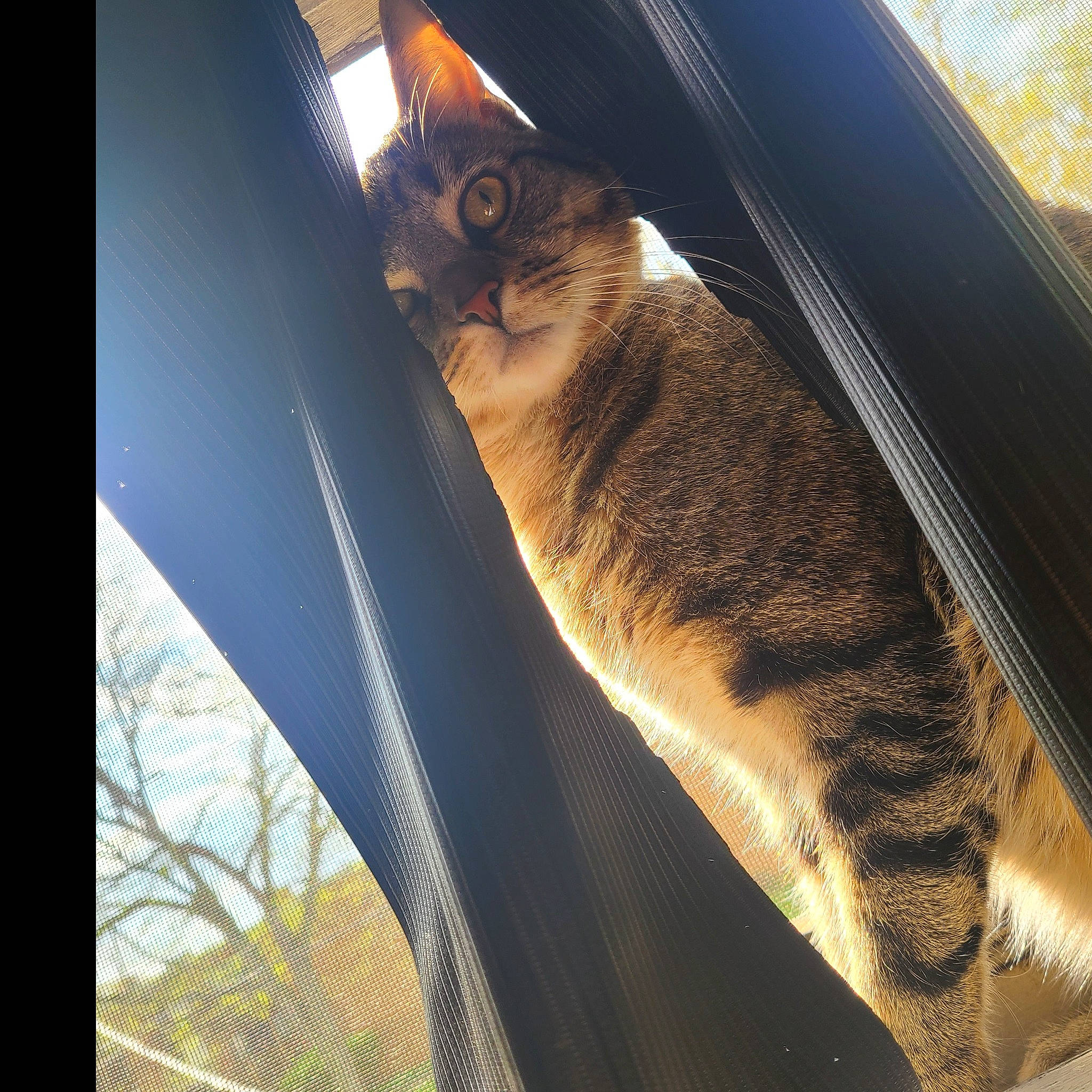 Rafa joined the competition — help win amazing prizes! carnivore, cat, domestic_short_haired_cat, door, fawn, felidae, fur, mammal, metal, plant, shade, small_to_medium_sized_cats, snout, tail, tints_and_shades, tree, whiskers, window, windshield, wood