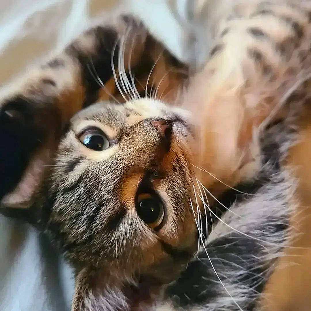 Rafa is registered to the contest to win money with this photo: carnivore, cat, claw, close_up, domestic_short_haired_cat, ear, fawn, felidae, fur, macro_photography, paw, photography, small_to_medium_sized_cats, snout, terrestrial_animal, whiskers, wildlife