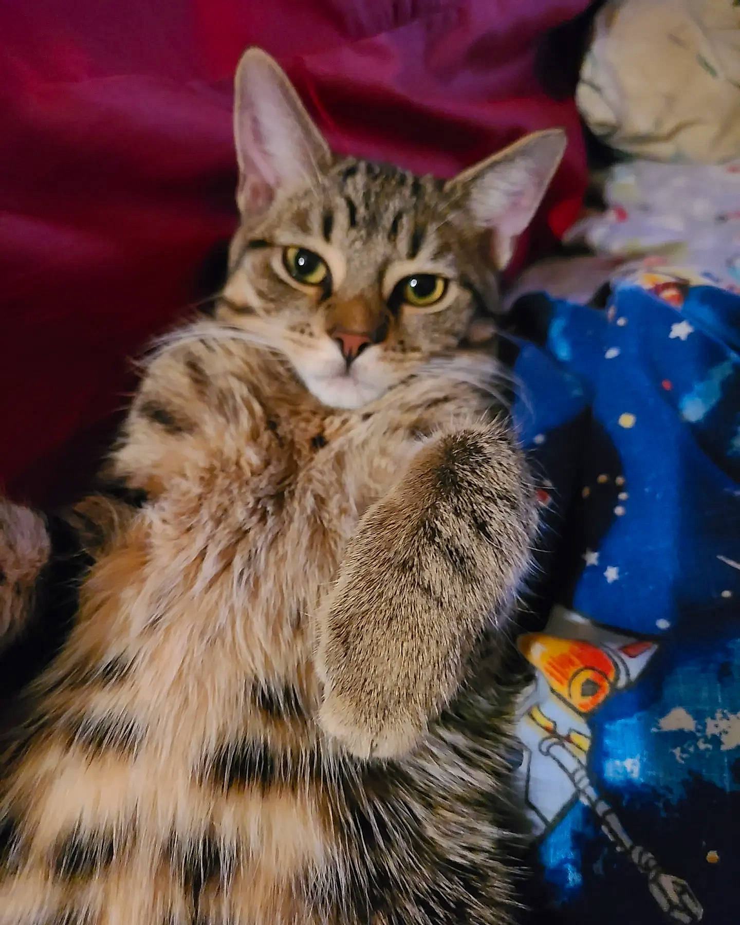 Rafa is registered to the contest to win money with this photo: carnivore, cat, claw, domestic_short_haired_cat, event, felidae, fur, pattern, small_to_medium_sized_cats, snout, terrestrial_animal, whiskers, wildlife