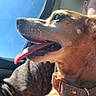 Gus joined the competition — help win amazing prizes! dog, tongue_out, car, window, sunlight, collar, pet, side_view, animal, happy, face, closeup, leisure, travel, canine, domestic_animal, companionship, person_partial, seat, blue_sky