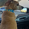 Gus is registered to the contest to win money with this photo: dog, car_interior, dog_collar, window, parking_lot, tree, building, side_mirror, animal, pet, brown_dog, looking_out_window, vehicle, seat, daylight, outdoor, curious, alert, transportation, passenger_seat