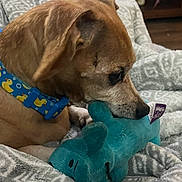 Gus is registered to the contest to win money with this photo: dog, toy, plush_toy, blanket, indoor, brown_dog, collar, patterned_blanket, snuggling, pet, animal, cute, comfort, relaxation, nibbling, blue_toy, cozy, close_up, domestic_animal, resting