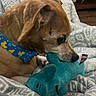 dog, toy, plush_toy, blanket, indoor, brown_dog, collar, patterned_blanket, snuggling, pet, animal, cute, comfort, relaxation, nibbling, blue_toy, cozy, close_up, domestic_animal, resting