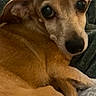 dog, pet, brown_fur, blanket, cozy, indoor, resting, looking_back, cute, animal, canine, fur, relaxed, small_dog, companion, home, snuggling, comfort, laying_down, close_up