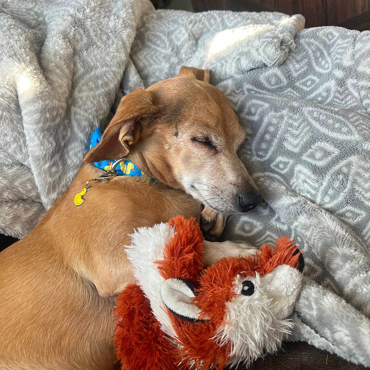 Gus