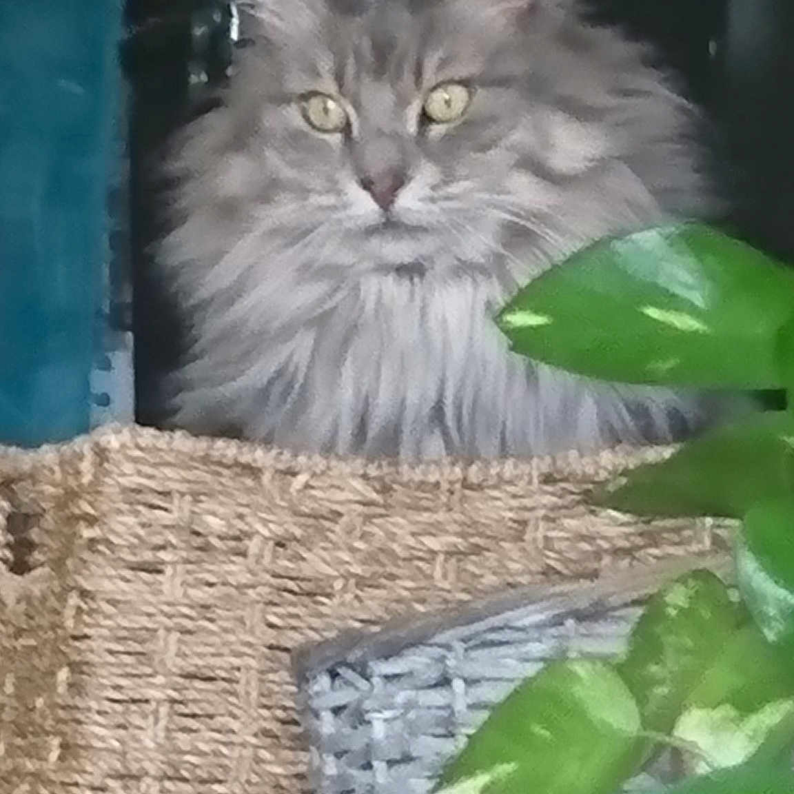 Mimi
