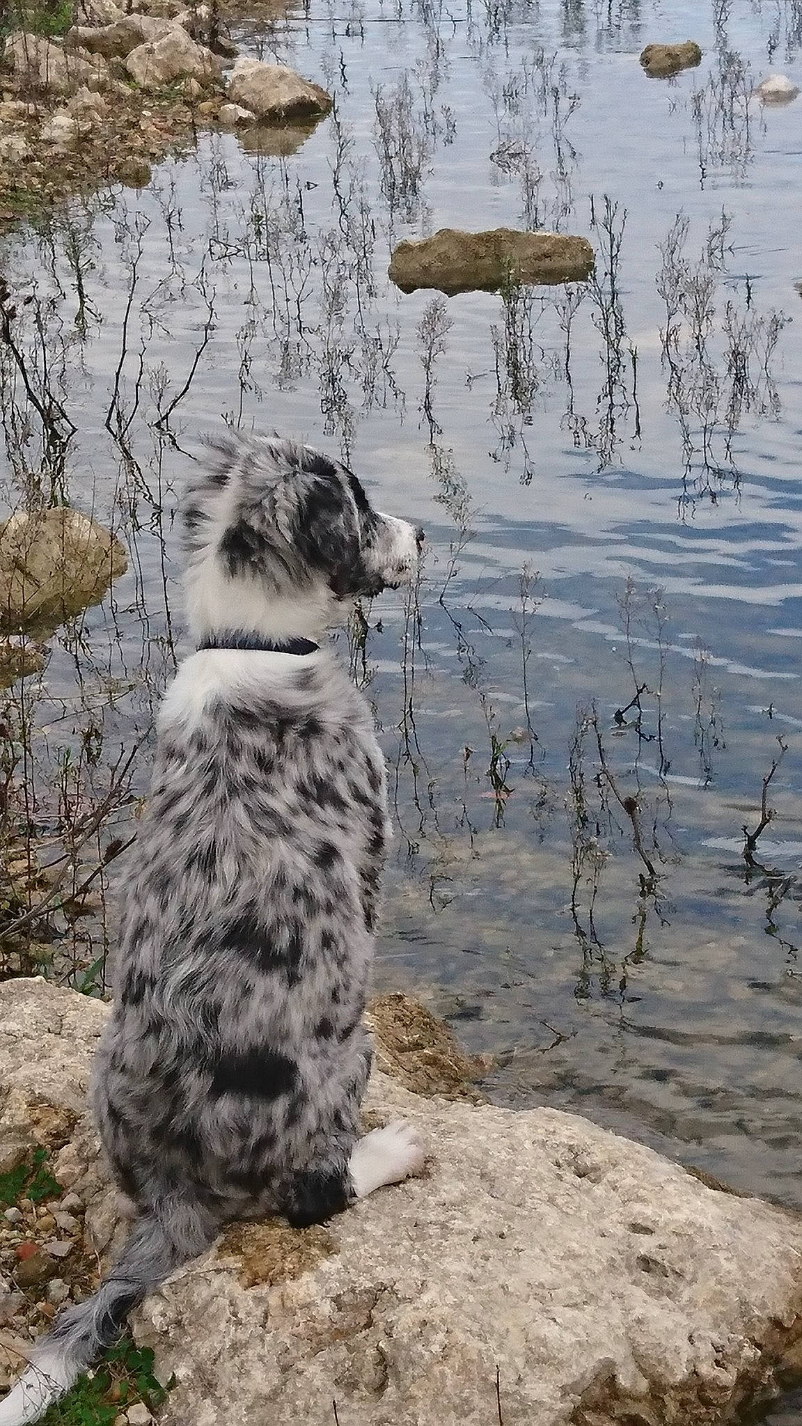 Nala participe au concours pour gagner de l'argent avec cette photo : canidae, carnivore, dog, dog_breed, felidae, mammal, rock, snow_leopard, sporting_group, vertebrate