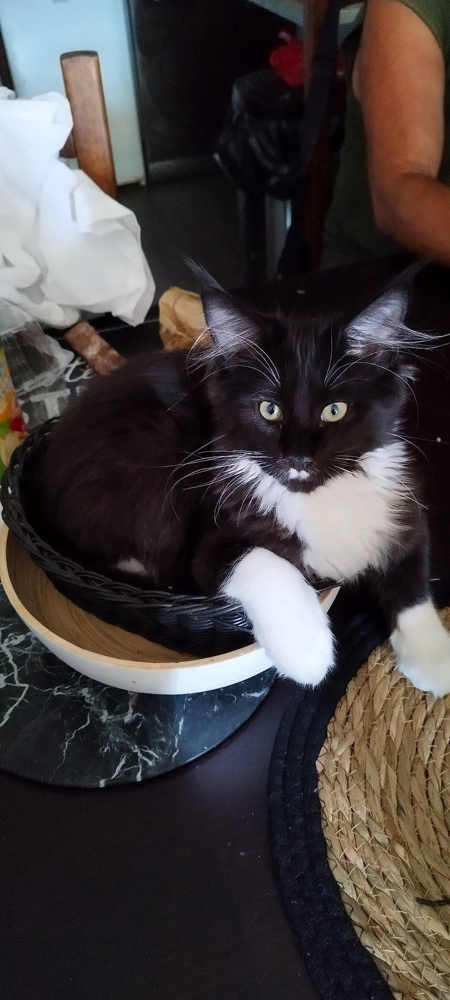 Ugo participe au concours pour gagner de l'argent avec cette photo : black_cat, box, carnivore, cat, cat_supply, claw, comfort, domestic_short_haired_cat, felidae, formal_wear, fur, lap, paw, sitting, small_to_medium_sized_cats, tail, whiskers