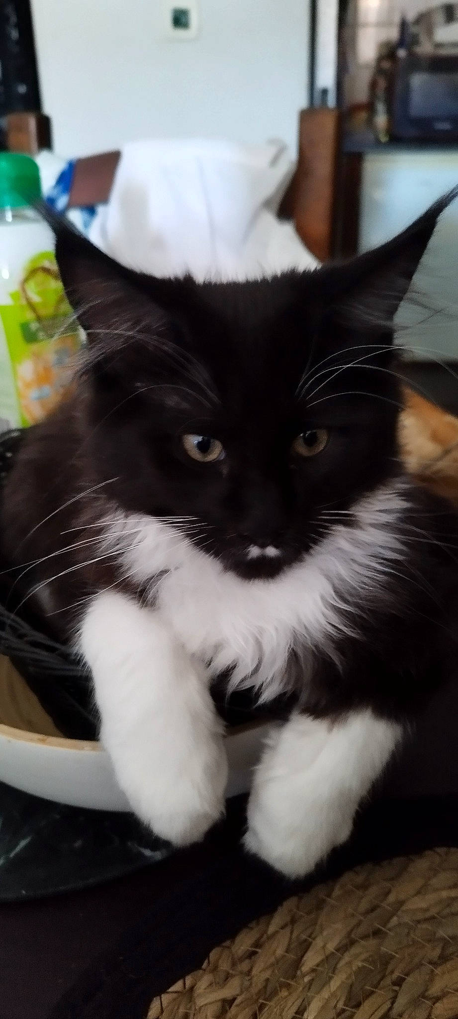 Ugo participe au concours pour gagner de l'argent avec cette photo : black_cat, carnivore, cat, claw, domestic_short_haired_cat, felidae, fur, leg, monochrome_photography, paw, sitting, small_to_medium_sized_cats, snout, tail, whiskers, window