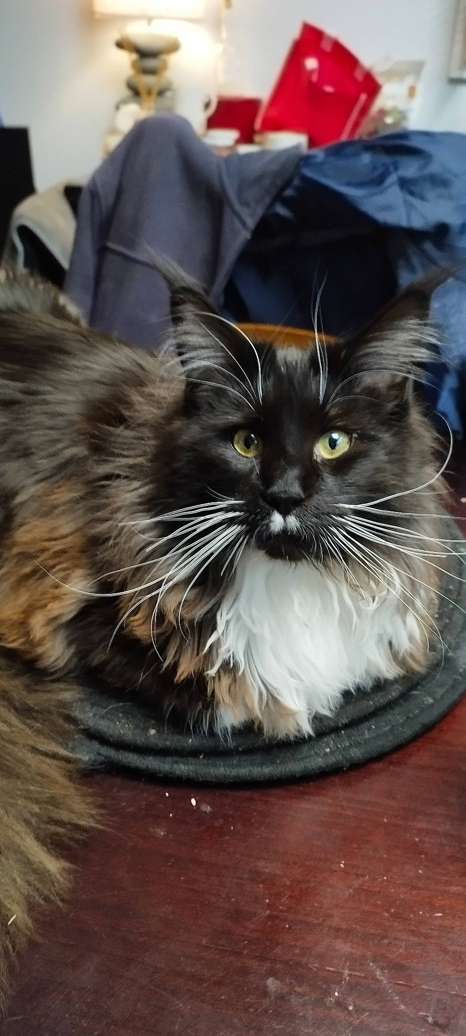 Ugo a rejoint le concours — aidez-le/la à gagner de superbes lots ! british_longhair, carnivore, cat, claw, domestic_short_haired_cat, electric_blue, felidae, fur, paw, sitting, small_to_medium_sized_cats, snout, tail, terrestrial_animal, whiskers