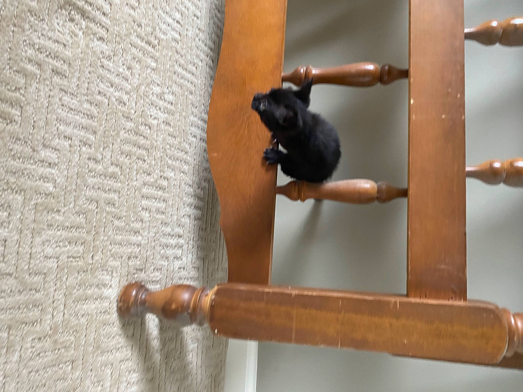 Mavis is registered to the contest to win money with this photo: carnivore, door, door_handle, elbow, hardwood, metal, pattern, stairs, terrestrial_animal, window, wood, wood_stain