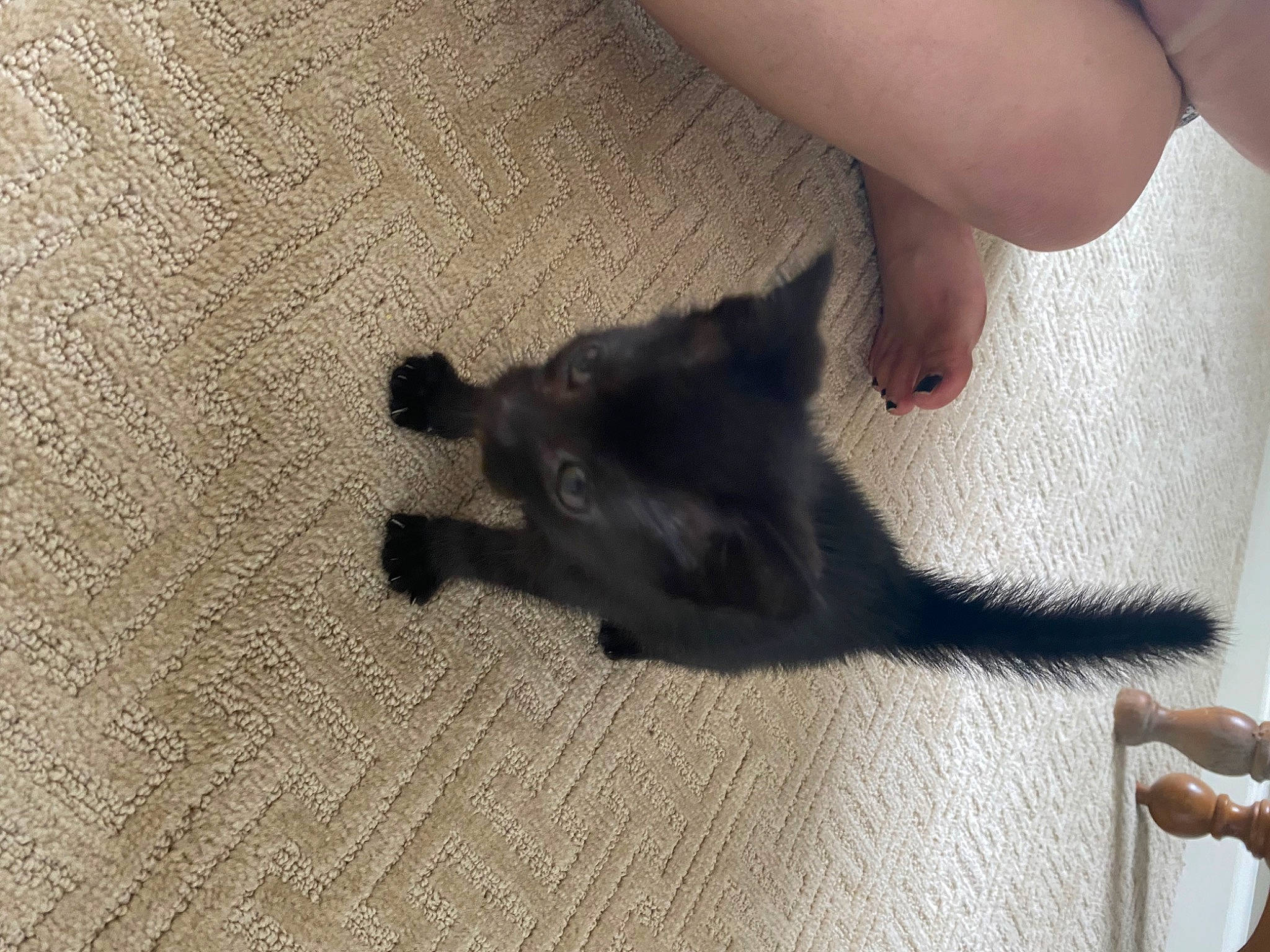 Mavis is registered to the contest to win money with this photo: black_cat, canidae, carnivore, cat, dog_breed, fawn, felidae, finger, flooring, foot, gesture, hardwood, human_leg, nail, small_to_medium_sized_cats, snout, tail, thumb, whiskers, wood