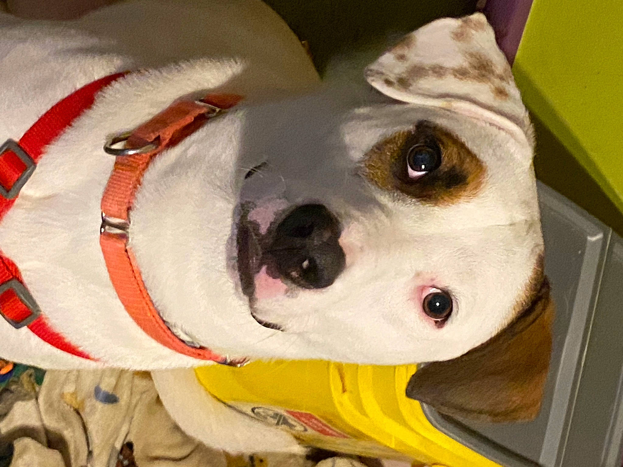 Moose is registered to the contest to win money with this photo: canidae, carmine, carnivore, companion_dog, costume, dog, dog_breed, dog_clothes, dog_supply, fawn, fur, mask, personal_protective_equipment, plush, snout, sporting_group, stuffed_toy, toy, whiskers, working_animal