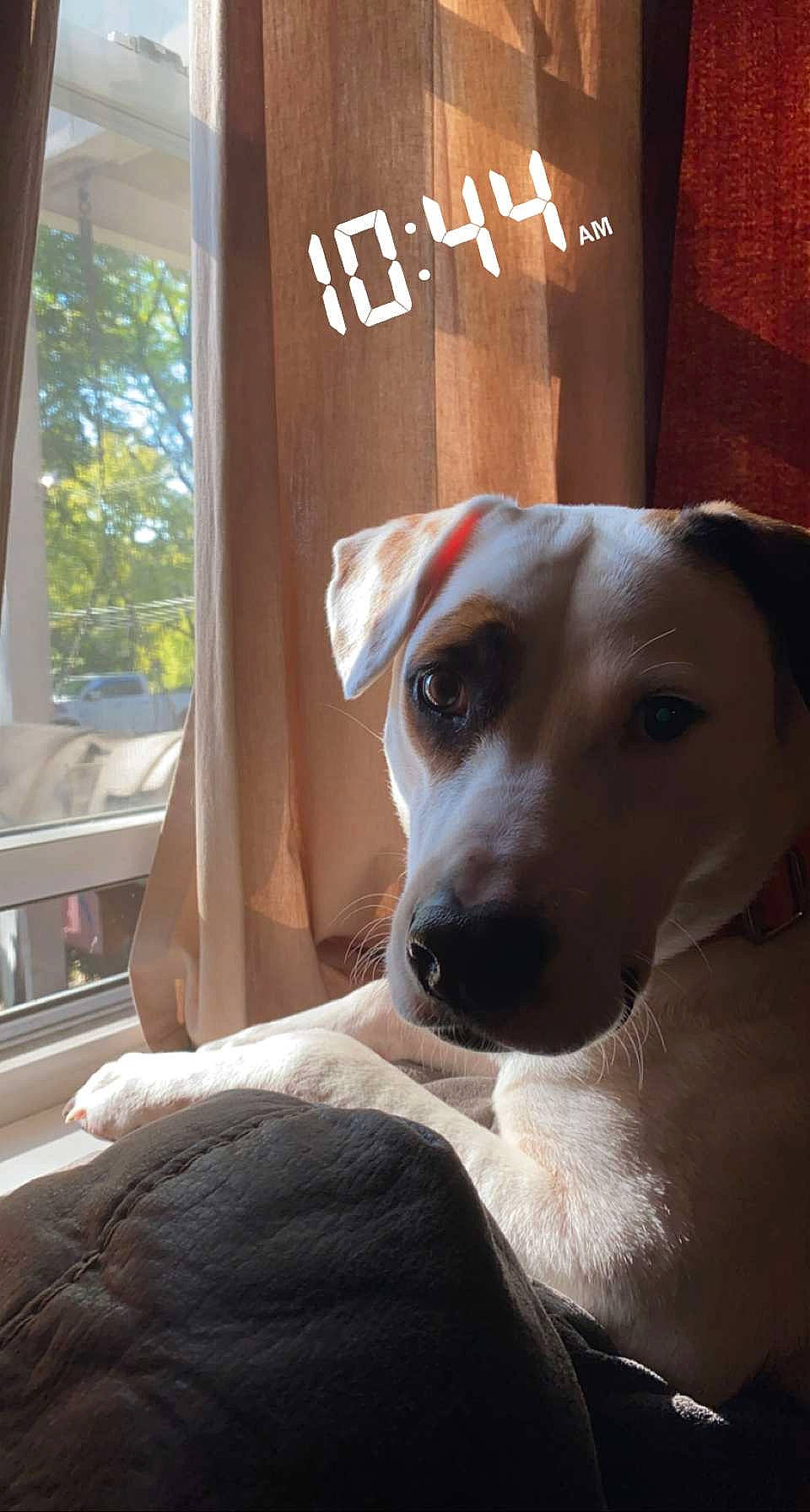 Moose is registered to the contest to win money with this photo: carnivore, companion_dog, curtain, dog, dog_breed, fawn, logo, sporting_group, whiskers, window, wood, working_animal