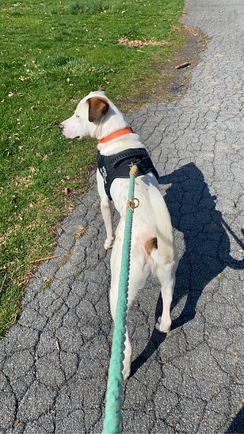 Moose joined the competition — help win amazing prizes! canidae, carnivore, collar, companion_dog, dog, dog_breed, dog_collar, dog_supply, fashion_accessory, fawn, gun_dog, leash, non_sporting_group, pet_supply, rampur_greyhound, road_surface, sidewalk, sporting_group, tail, working_animal