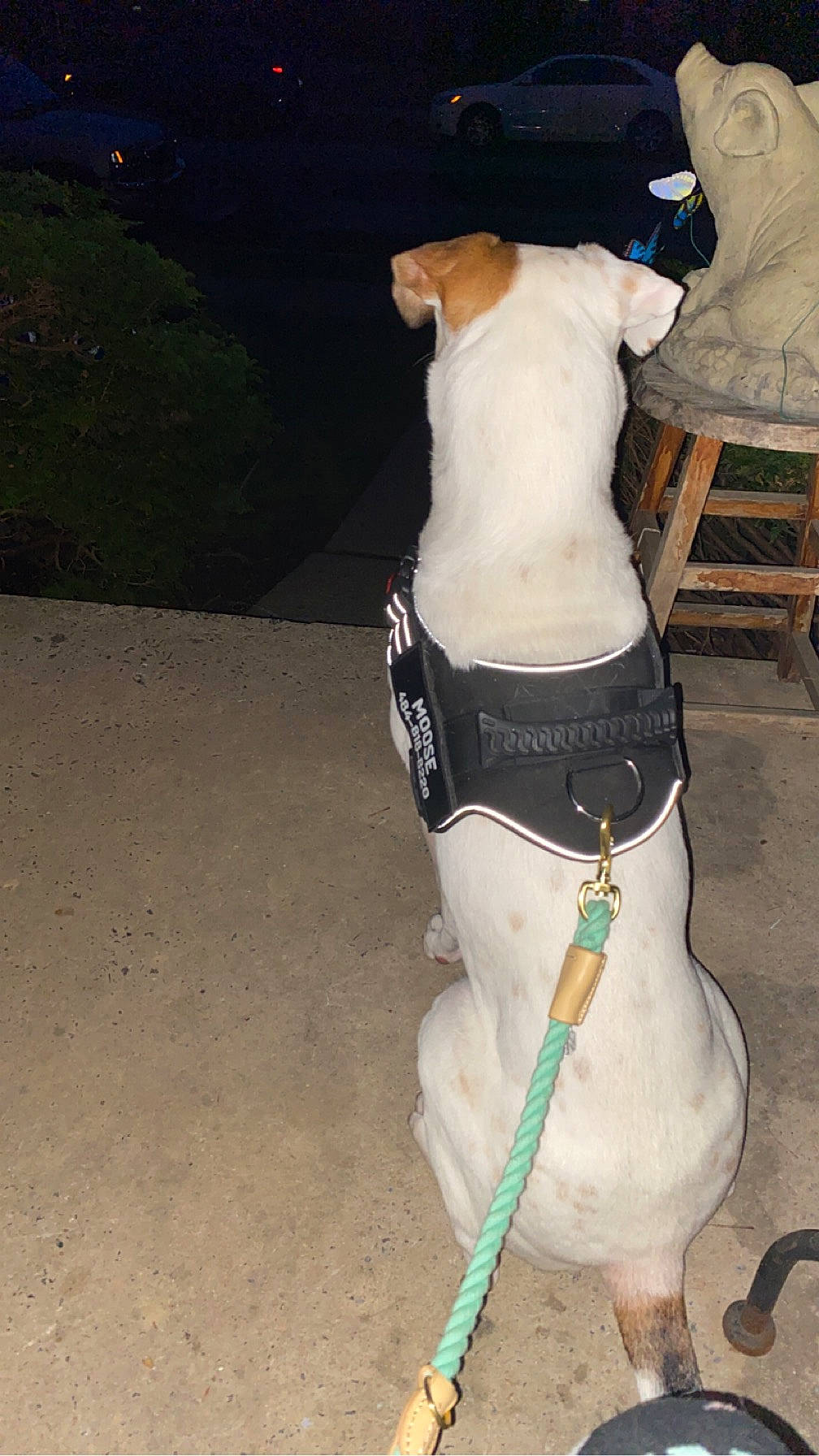 Moose joined the competition — help win amazing prizes! carnivore, collar, companion_dog, dog, dog_breed, dog_clothes, dog_collar, dog_supply, event, fashion_accessory, fawn, freezing, human_leg, leash, pet_supply, recreation, sporting_group, tail, trunk, working_animal