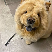 Juno joined the competition — help win amazing prizes! dog, chow_chow, fluffy, indoor, pet, canine, happy, tongue_out, leash, floor, tile, muzzle, fur, ears, animal, companion, cute, portrait, looking_up, domestic