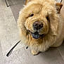 dog, chow_chow, fluffy, indoor, pet, canine, happy, tongue_out, leash, floor, tile, muzzle, fur, ears, animal, companion, cute, portrait, looking_up, domestic
