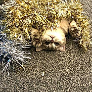 Blue is registered to the contest to win money with this photo: cat, tinsel, gold, silver, playful, upside_down, carpet, curious, indoor, pet, cute, feline, holiday_decor, shiny, fun, animal, closeup, cozy, wrapped, relaxed