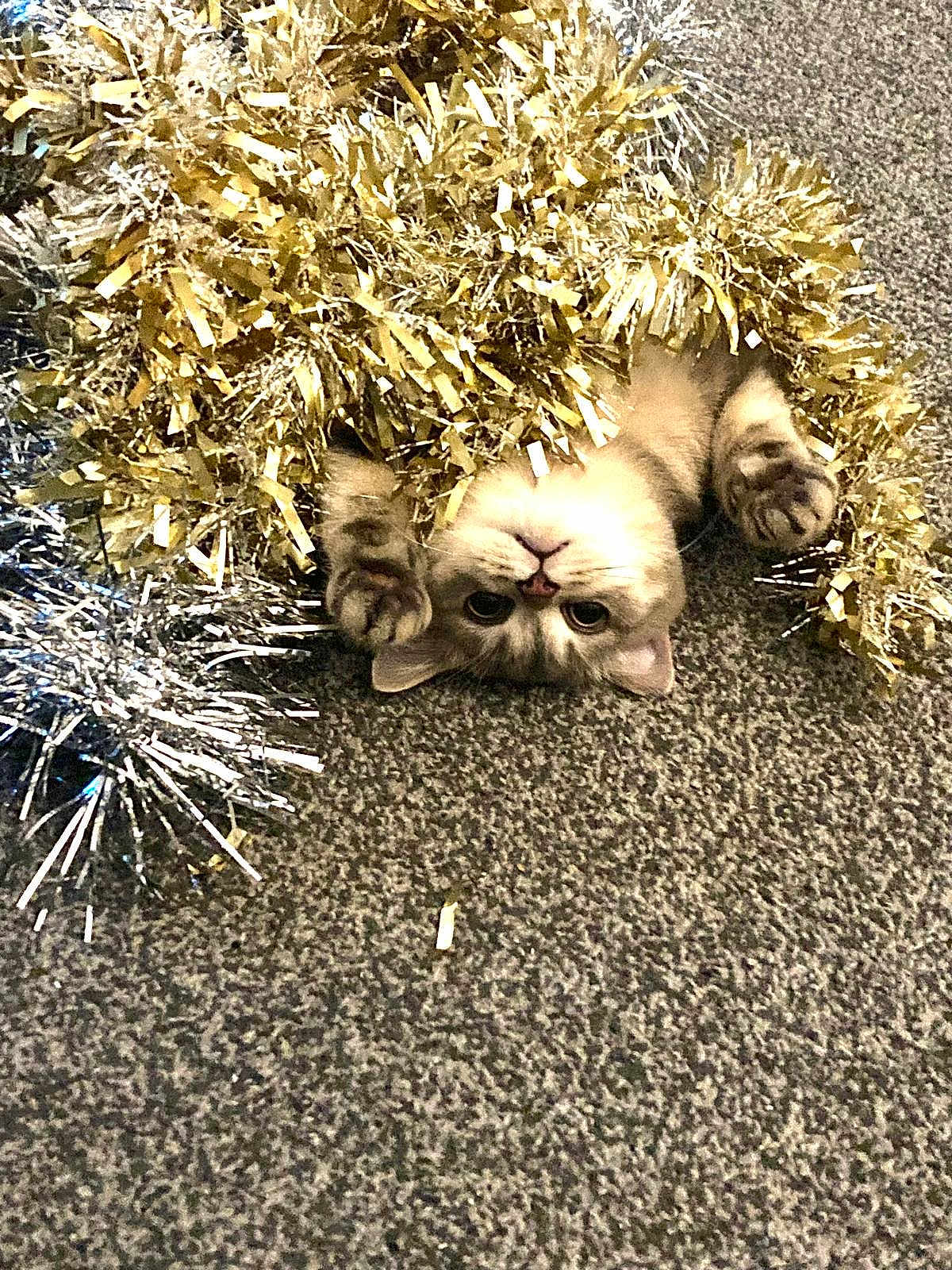 Blue is registered to the contest to win money with this photo: cat, tinsel, gold, silver, playful, upside_down, carpet, curious, indoor, pet, cute, feline, holiday_decor, shiny, fun, animal, closeup, cozy, wrapped, relaxed