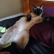 Mittens joined the competition — help win amazing prizes! animal, bed, cat, cozy, cute, domestic, feline, fur, indoor, lounging, mammal, paw, pet, pillow, relaxed, resting, siamese_cat, sleepy, whiskers, wooden_bed_frame