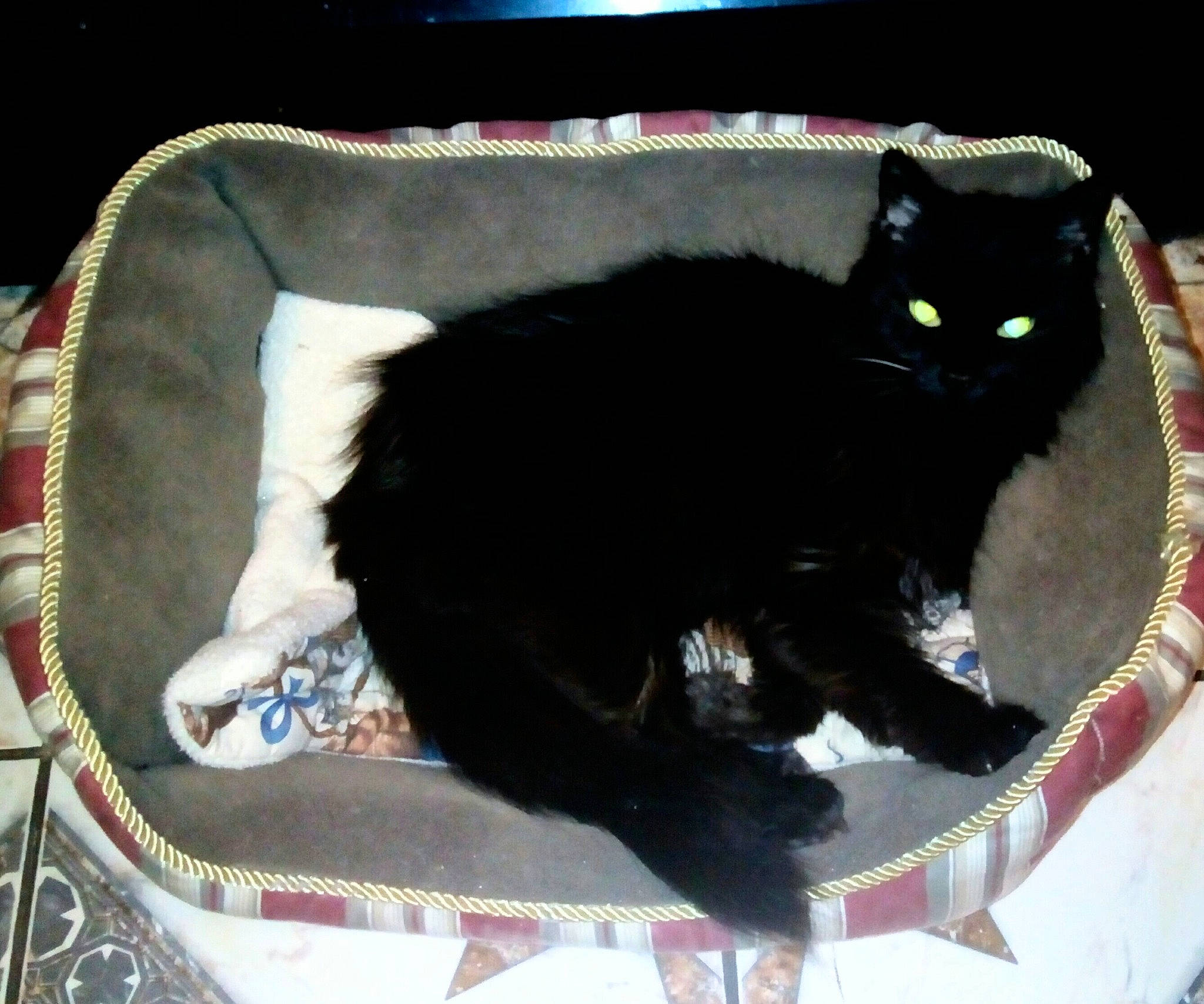 Molly is registered to the contest to win money with this photo: bag, black_cat, bombay, box, carnivore, cat, cat_bed, cat_furniture, cat_supply, claw, comfort, domestic_short_haired_cat, felidae, fur, paw, pet_supply, small_to_medium_sized_cats, tail, whiskers, window