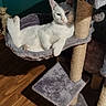 animal, cat, cat_hammock, cat_tree, cozy, ears, feline, fur, furniture, hammock, home_interior, indoor, paw, pet, relaxed, resting, sunlight, teal_wall, white_cat, wooden_floor