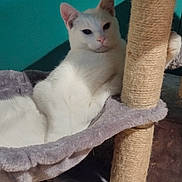 Winter joined the competition — help win amazing prizes! cat, white_cat, cat_tree, hammock, indoor, pet, relaxed, feline, fur, animal, cozy, resting, teal_wall, scratching_post, domestic_cat, cute, portrait, house_pet, comfortable, leisure