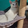 cat, white_cat, cat_tree, hammock, indoor, pet, relaxed, feline, fur, animal, cozy, resting, teal_wall, scratching_post, domestic_cat, cute, portrait, house_pet, comfortable, leisure