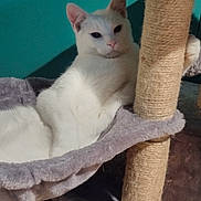 Winter is registered to the contest to win money with this photo: cat, white_cat, cat_tree, hammock, indoor, pet, relaxed, feline, animal, cozy, gray, fur, ears, whiskers, paw, home, teal_wall, wood_floor, casual, snapshot