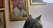 Kali is registered to the contest to win money with this photo: animal, cat, closeup, curious, decor, ears, face, framed_photos, furniture, home, indoor, lamp, light, pet, portrait, shadow, tabby, wall, whiskers, wood
