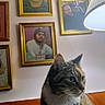 Kali is registered to the contest to win money with this photo: cat, tabby, lamp, portrait, framed_photos, wall, indoor, furniture, wood, animal, pet, curious, closeup, whiskers, ears, face, home, decor, light, shadow